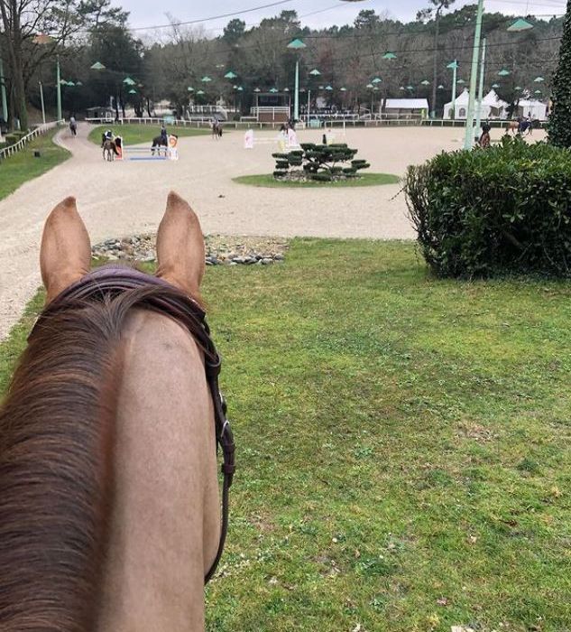 transport de chevaux de concours en camion GP Select